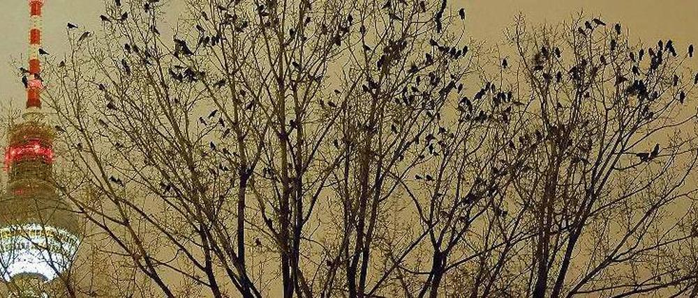 Der Krähwinkel von Mitte. Abends finden sich tausenden Vögel zum Übernachten zwischen Fernsehturm und Schlossbaustelle ein. Es sind einheimische Nebelkrähen, deren An- und Abflug jedes Mal ein Spektakel ist. 