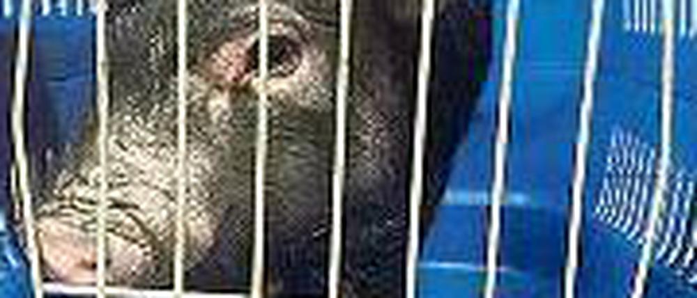 Blaupause. Das Schwein nach seiner vorläufigen Festnahme. Foto: Polizei