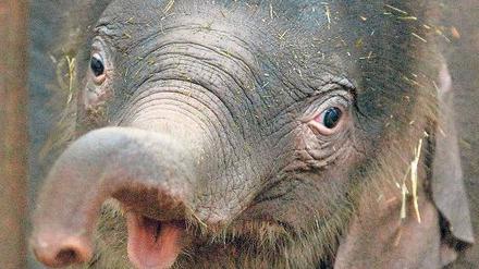Zuwachs in Rüsselsheim. Für den kleinen Elefanten aus dem Tierpark ist die namenlose Zeit vorbei. Eine Jury entschied sich für „Edgar“. 