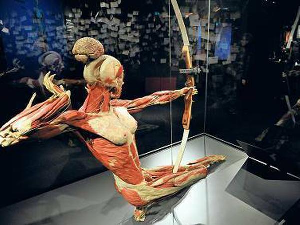 Die Bogenschützin - ein Plastinat des Menschen Museums. Es zeigt, wie bestimmt Muskeln bei einer solchen Bewegung und Sportart angespannt werden. 