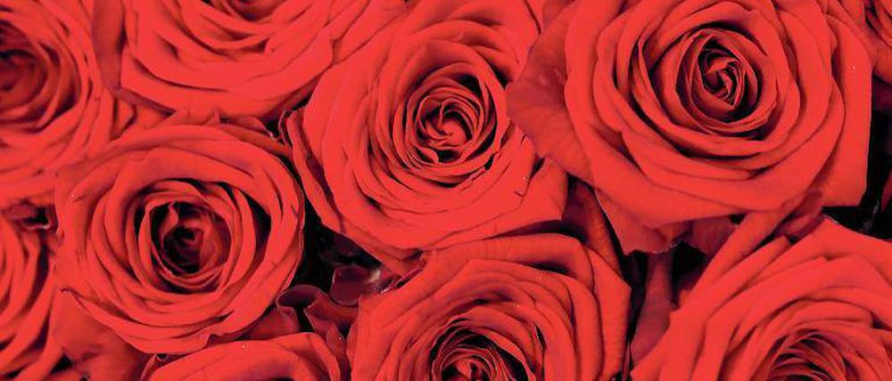 Für mich soll’s rote Rosen regnen. So sang Hildegard Knef. Die Blumen gelten als Zeichen der Liebe. Nicht jeder schenkt sie mit dieser Intention. 