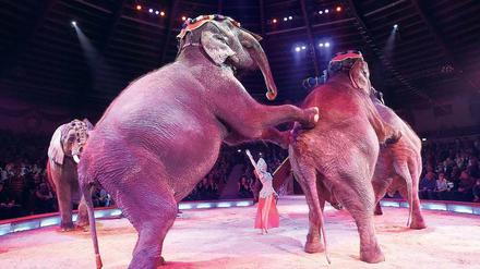 Elefantenrunde. Der „Circus Krone“ setzt weiter auf Tiernummern, um die Zuschauer zu unterhalten.