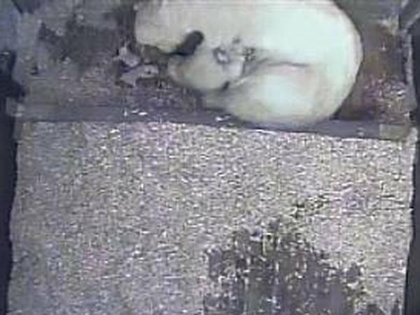 Ein Fell für drei. Die beiden winzigen Eisbärenbabys neben ihrer Mutter Tonja sind noch blind und taub.