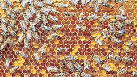 Blick auf die Wabe eines gesunden Bienenstockes. Dringt aber die Varroamilbe ein, wird die Brut getötet.