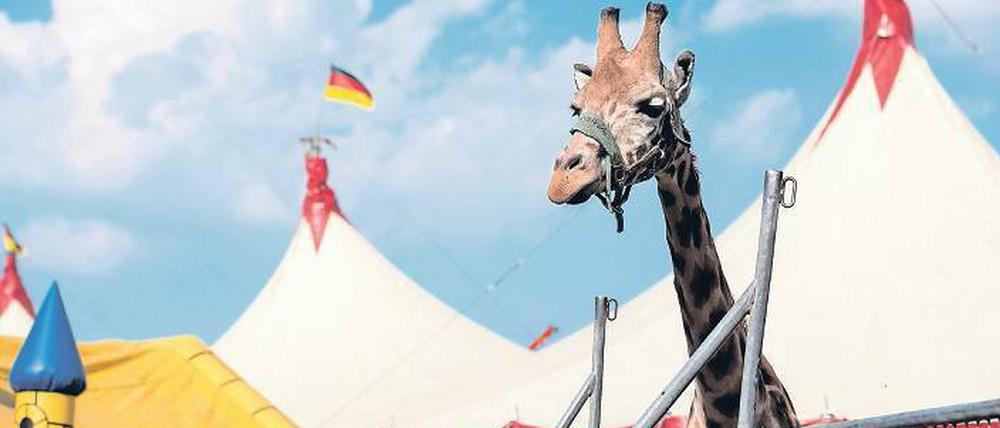Der Circus Voyage gastiert derzeit in Berlin-Wedding.
