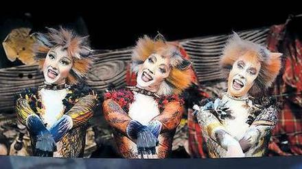 Miau. „Cats“, das als eines der erfolgreichsten Musicals gilt, läuft bis 19. August im Admiralspalast. Foto: promo