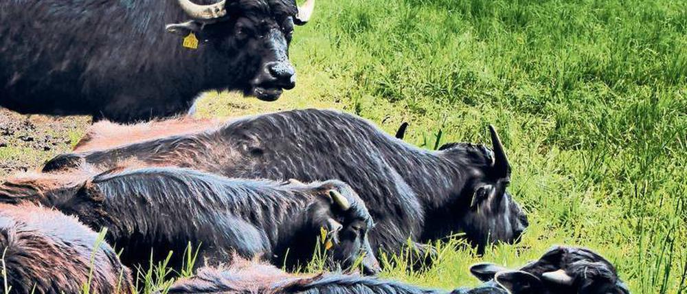 Schwergewichte. Im Naturschutzgebiet Fließtal im Berliner Bezirk Reinickendorf wurden Wasserbüffel 2015 zur Beweidung der Sumpfwiesen angesiedelt. Foto: imago