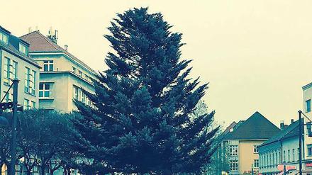 Ohne Krone. Der Weihnachtsbaum in der Spandauer Altstadt.