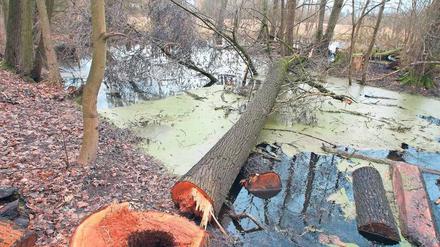 Brackwasser am Hermsdorfer See mit umgestürztem Baum.