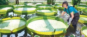 Es ist angerichtet. Bis zu zwei Meter Durchmesser haben die schwimmenden Teller, die Blätter der Victoria amazonica. 