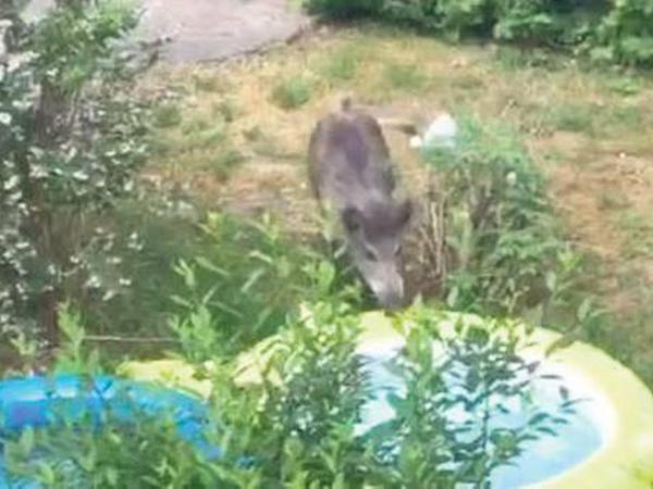 Durstig. Dieses Wildschwein und ein anderes wurden an diesem Planschbecken in Mariendorf entdeckt. 