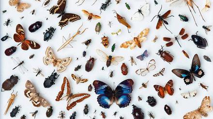 Still im Kasten. Die Vielfalt in dieser Insektensammlung einer Schule ist in der Natur nur noch selten zu finden. Etliche Arten sind schon ausgestorben. 