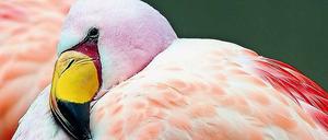 Bodenständig. Flamingos in Zoos werden flugunfähig gemacht. Foto: Ole Spata/dpa