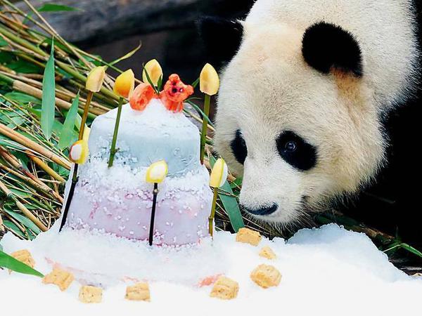Publikumsliebling: Panda Jiao Qing beim Verspeisen seiner Geburtstagstorte aus gefrorenem Obst und Gemüse.
