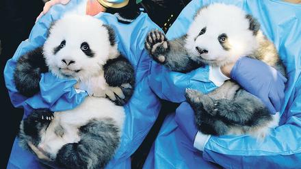 Acht Tatzen, eine Liebe. Das Besucherinteresse an den Pandazwillingen übertrifft 2020 alle Erwartungen, weiß unser Korrespondent.