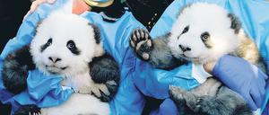 Acht Tatzen, eine Liebe. Das Besucherinteresse an den Pandazwillingen übertrifft 2020 alle Erwartungen, weiß unser Korrespondent.
