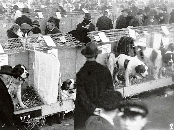 Wuff. Hundeschau auf der ersten Grünen Woche im Jahr 1926. 