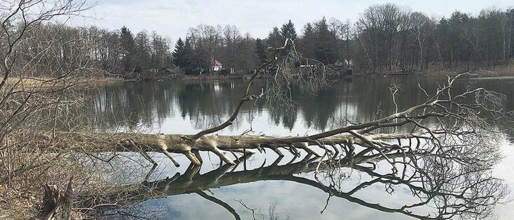Ein idyllisches Gewässer wie der Kleine Lienewitzsee zwischen Michendorf und Ferch ist Balsam für die vom Virenstress strapazierten Nerven. 