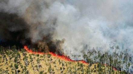 Den Zahlen aus dem kürzlich veröffentlichten Waldbrandbericht zufolge brennen in keinem anderen Bundesland die Wälder so oft wie in Brandenburg.