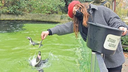 Beim Rendezvous mit den Pinguinen im Berliner Zoo füttert unsere Autorin die Tiere mit fettem Fisch. 