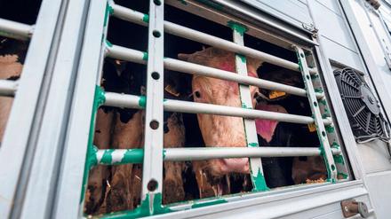 Offiziell müssen Tiertransportunternehmen nach spätestens 29 Stunden ihre Fahrt für einen Tag unterbrechen. Ob das wirklich passiert, kontrolliert allerdings niemand. 