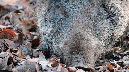 Ausgeschlafen. Wildschweine sind lernfähig: Sie verstecken sich etwa bei Vollmond, wenn mehr Jäger aktiv sind.