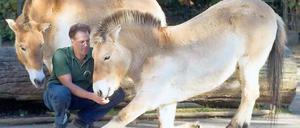 Zoo-Show. Tierpfleger Bernd Dorn mit seinen Przewalskipferden mögen viele. Foto: Peters