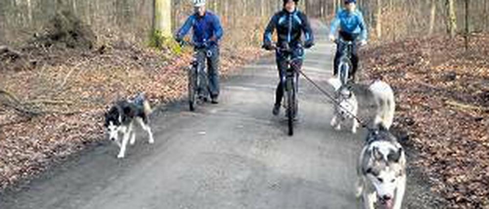 Tempo, Tempo, die Hunde legen los. Ein Video vom Bike-Jöring im Tegeler Forst finden Sie eingeblockt in diesen Bericht oder unter www.tagesspiegel.de/video. 