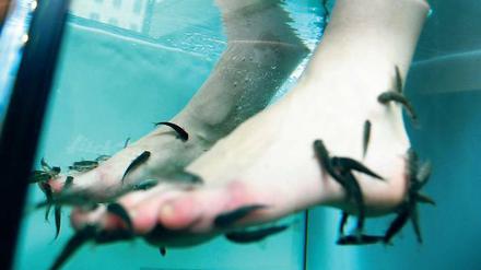 Bei Fuß! Die Rötliche Saugbarbe ist ein Schwarmfisch mit besonderem Geschmack: Sie eignet sich zur Fußpflege am Menschen.