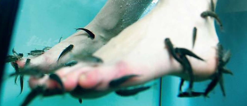 Bei Fuß! Die Rötliche Saugbarbe ist ein Schwarmfisch mit besonderem Geschmack: Sie eignet sich zur Fußpflege am Menschen.