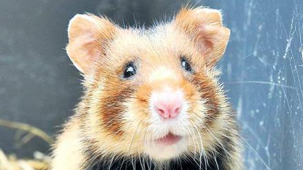 Der Hamster - ein beliebtes Rascheltier