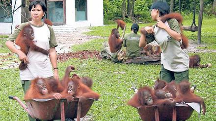 Heimatlos. Ohne Regenwaldbäume haben Orang-Utans kein Zuhause. Hier eine Schutzstation.