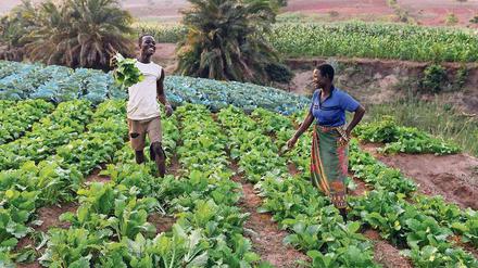 Reiche Ernte. „Hunger nach Gerechtigkeit“ ist das Motto der 60. Aktion. Auch in Afrika werden Pflanzen erprobt, die der Erderwärmung trotzen sollen. 