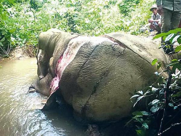 Gefährdete Freunde. In Myanmar werden Elefanten vergiftet, um ihnen die Haut abzuziehen, für Schmuck, der vor allem in China begehrt ist. 