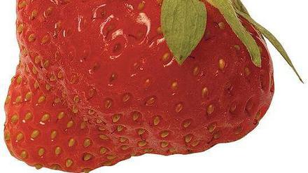 Voraussetzung für gute Erdbeermarmelade: frische Früchte.