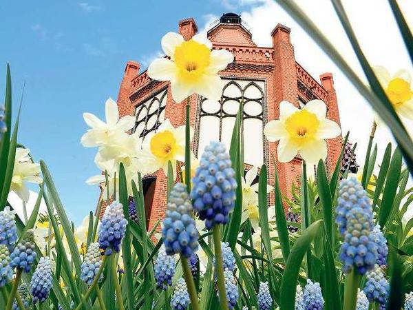 Frühlings Erwachen – etwa auf dem Weinberg vor dem Bismarckturm in Rathenow.