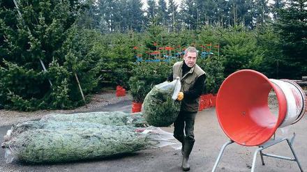 Ordentlich eingetütet. Gerald Mai vom „Tannenhof“ verpackt erste Weihnachtsbäume. Am Saisonende werden 20 000 Tannen und Fichten seinen Hof verlassen haben. 
