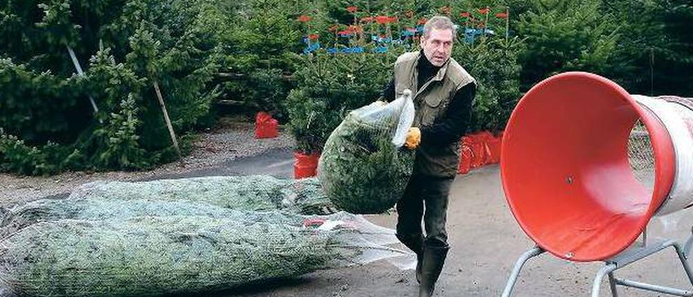 Ordentlich eingetütet. Gerald Mai vom „Tannenhof“ verpackt erste Weihnachtsbäume. Am Saisonende werden 20 000 Tannen und Fichten seinen Hof verlassen haben. 