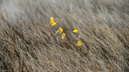 Gelb gefärbte Blätter von Birkenzweigen wachsen zwischen Gräsern im Naturschutzgebiet Teufelsmoor in Köpenick.