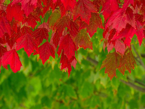 Ahornbäume bilden besonders schöne Herbstfarben aus. Sie dominieren auch im berühmten "Indian Summer" in Nordamerika.