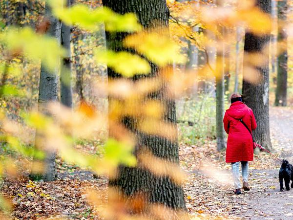Eine Frau geht mit ihrem Hund an herbstlich verfärbten Blättern vorbei. (Symbolbild)