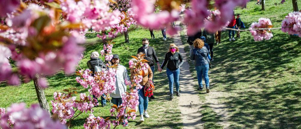 Berliner und Brandenburger können sich auf eine paar sonnige Tage und Gelegenheit für Spaziergänge freuen, wie hier in der TV-Asahi-Kirschblütenallee in Lichterfelde.