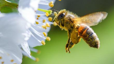 Der Honigbiene geht es noch vergleichsweise gut, den Wildbienen eher weniger.