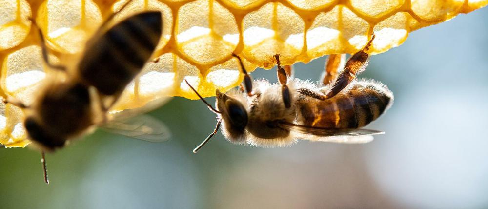 Die Brandenburger Imker müssen in diesem Jahr eine unterdurchschnittliche Honigernte verkraften.