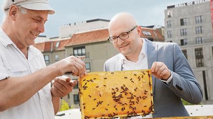 Brandenburgs Staatssekretär Thomas Kralinski (SPD) und Imker Holger Ackermann (l.) nehmen am 21.07.2015 auf dem Dach der Landesvertretung Brandenburgs in Berlin an der ersten Honigernte zweier Bienenstöcke teil. 