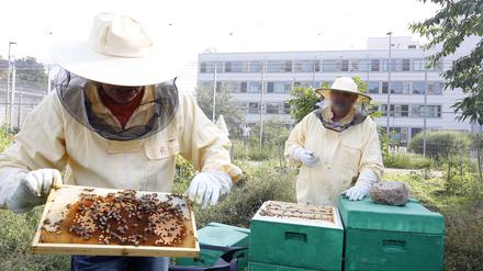 Bernd Koslowsky und Peter Beierle züchten Bienen und produzieren Honig, während sie in Sicherungsverwahrung sind.