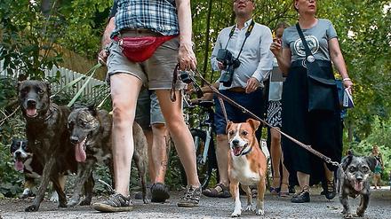 Wuff! Hundedemo am Schlachtensee. Archivbild vom Juni 2015. Das Thema Hund und Mensch erhitzt auch zwei Jahre später im Berliner Südwesten noch die sommerlichen Gemüter.