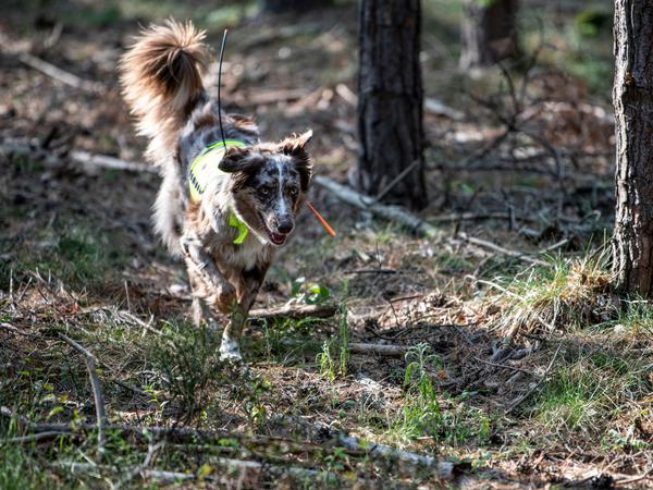 Suchhund Bailey will in Brandenburg tote Wildschweine aufspüren. 
