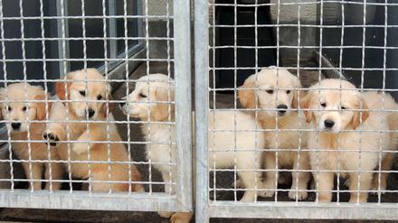 Die Angeklagte soll zwischen Februar 2019 und Juni 2020 insgesamt 25 Hundewelpen aus Polen nach Berlin gebracht haben. 