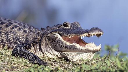 Ein Mississippi-Alligator. Die Reptilien können bis zu 4,50 lang und 230 Kilo schwer werden.